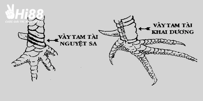 Vảy gà tam tài tứ quý có nhiều loại với hình dạng khác nhau